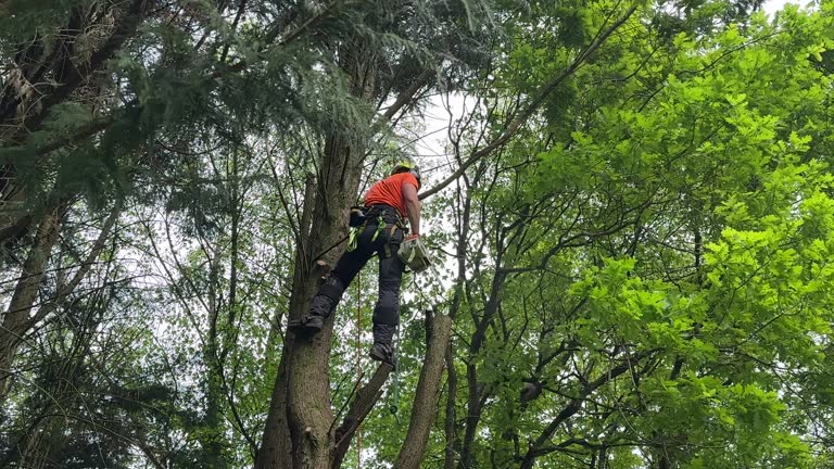 Best Hedge Trimming  in Beach Haven West, NJ