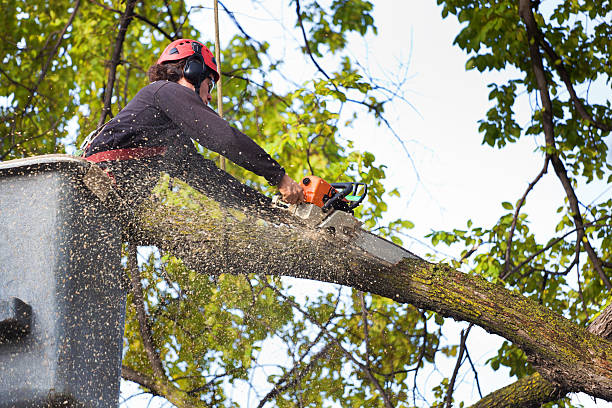 Professional  Tree Services in Beach Haven West, NJ